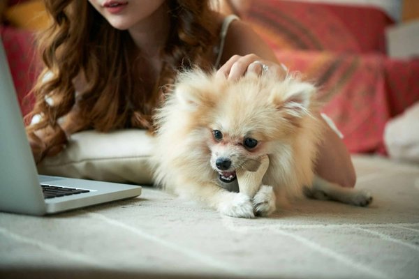 What Are the Best Chew Toys for Puppies Going Through Teething?