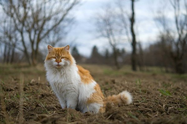 What Are the Best Practices for Teaching a Cat to Safely Walk on a Leash?